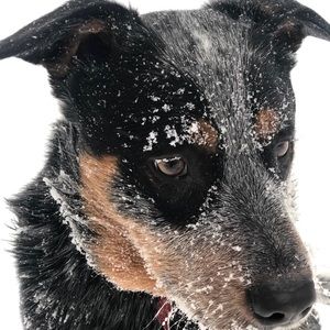 Meet your Posher, Thomas